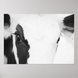 Zwart-wit Holstein Koe Eyes Poster