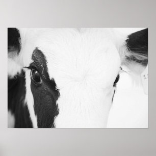Zwart-wit Holstein Koe Eyes Poster