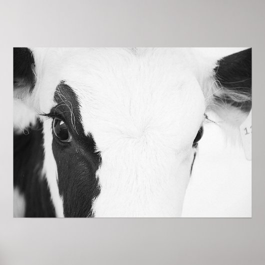 Zwart-wit Holstein Koe Eyes Poster (Voorkant)