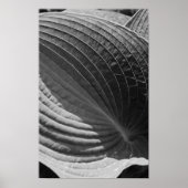 Zwart-Wit Hosta-Blad Poster (Voorkant)