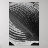 Zwart-wit hosta Leaf Poster (Voorkant)