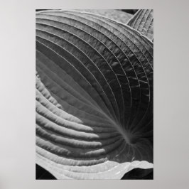 Zwart-wit hosta Leaf Poster