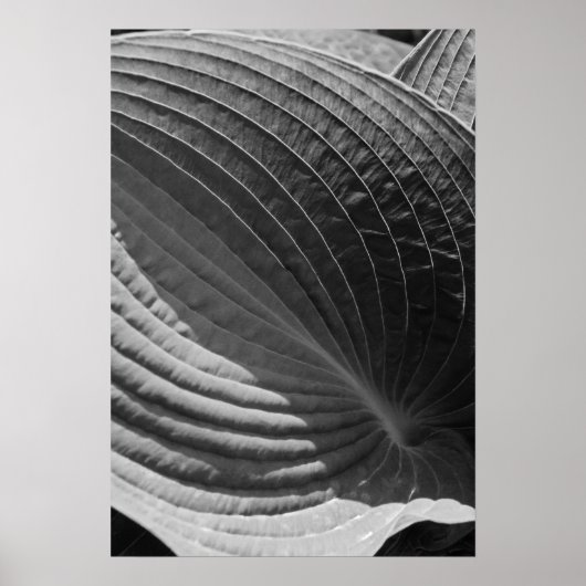Zwart-wit hosta Leaf Poster (Voorkant)