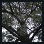 Zwart-wit in natuur poster<br><div class="desc">Zwart-wit in natuur</div>