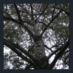 Zwart-wit in natuur poster<br><div class="desc">Zwart-wit in natuur</div>