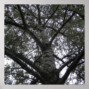 Zwart-wit in natuur poster