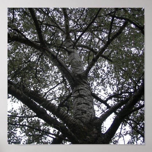 Zwart-wit in natuur poster (Voorkant)