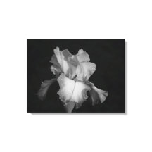 Zwart-wit Iris Bloem Foto