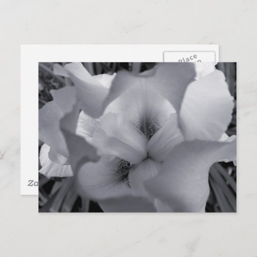 Zwart-wit Iris-Briefkaart Briefkaart (Voorkant / Achterkant)