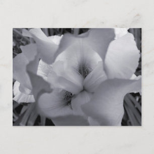 Zwart-wit Iris-Briefkaart Briefkaart
