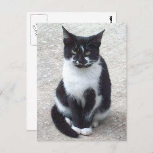 Zwart-wit Kat Foto Briefkaart (Voorkant / Achterkant)
