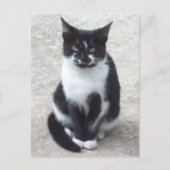 Zwart-wit Kat Foto Briefkaart (Voorkant)