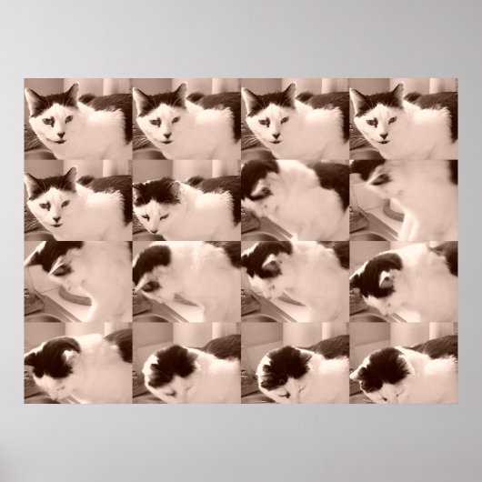  zwart-wit kat foto poster (Voorkant)