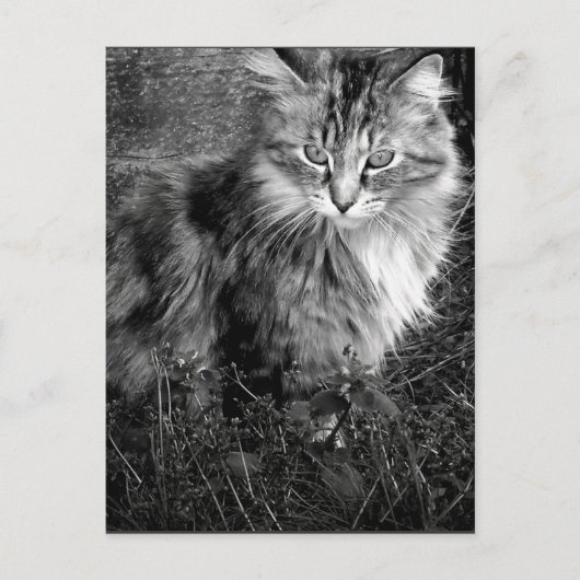 Zwart-wit katportret briefkaart (Voorkant)