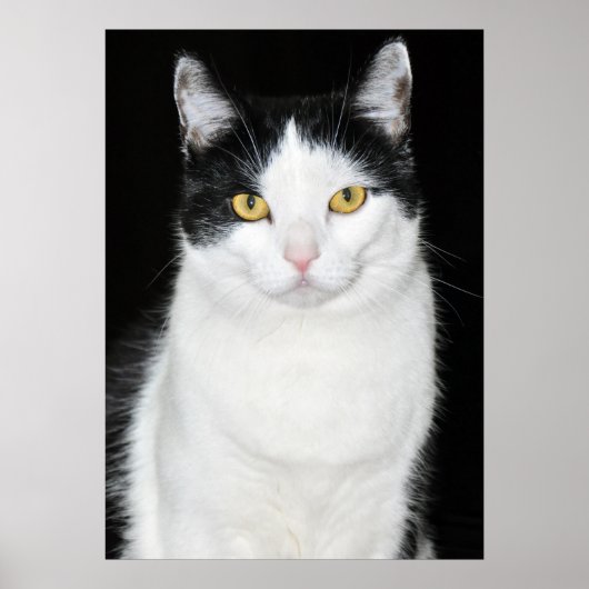 Zwart-wit katportret poster (Voorkant)