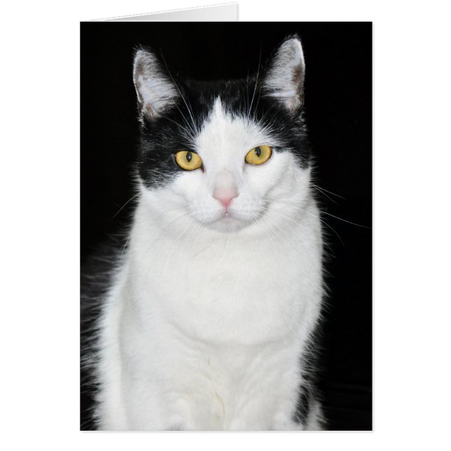 Zwart-wit kattenportret (Voorkant)