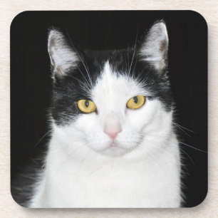 Zwart-wit kattenportret bier onderzetter