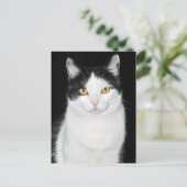 Zwart-wit kattenportret briefkaart (Staand voorkant)