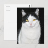Zwart-wit kattenportret briefkaart (Voorkant / Achterkant)