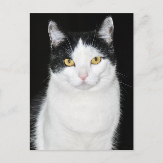 Zwart-wit kattenportret briefkaart (Voorkant)