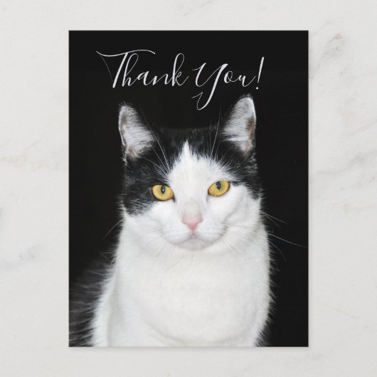 Zwart-wit kattenportret briefkaart (Voorkant)