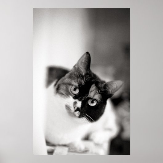 Zwart-wit kattenportret poster (Voorkant)