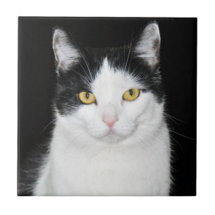 Zwart-wit kattenportret tegeltje