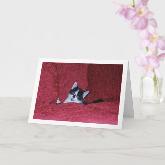 Zwart-wit Kitten Down Sofa Kaart (Orchidee)