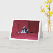 Zwart-wit Kitten Down Sofa Kaart (Gele Bloem)