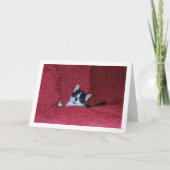 Zwart-wit Kitten Down Sofa Kaart (Voorkant)