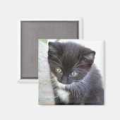 Zwart-wit Kitten Foto Magneet (Voorkant / Achterkant)