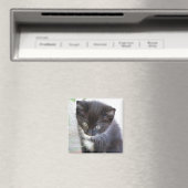 Zwart-wit Kitten Foto Magneet (Insitu (Vaatwasser))