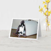 Zwart-wit kitten in kattendrager kaart (Gele Bloem)
