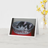 Zwart-wit kitten in mand kaart (Gele Bloem)