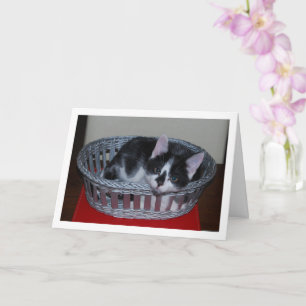 Zwart-wit kitten in mand kaart