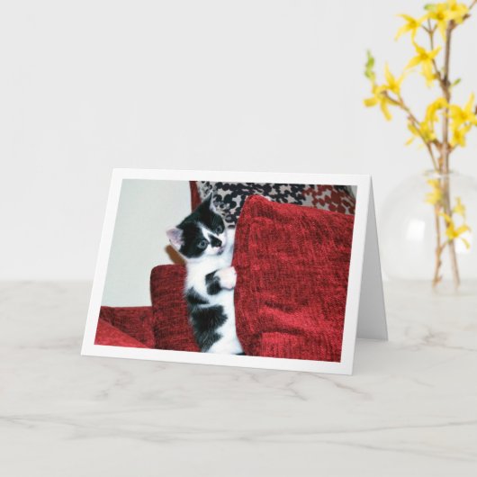 Zwart-wit kitten op kussens kaart (Gele Bloem)