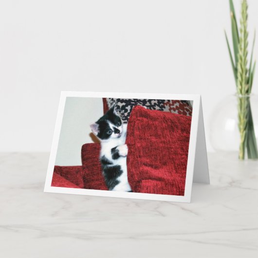 Zwart-wit kitten op kussens kaart (Voorkant)