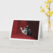 Zwart-wit kitten op rode bank kaart (Gele Bloem)