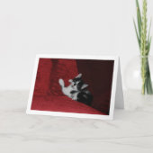 Zwart-wit kitten op rode bank kaart (Voorkant)