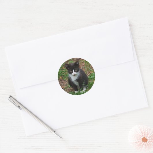 Zwart-wit kitten Stickers (Envelop)