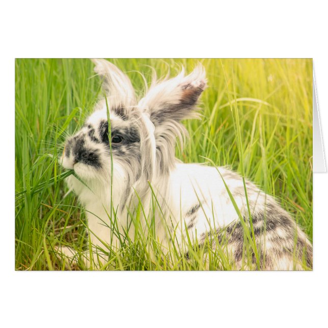 Zwart-wit konijn (Voorkant Horizontaal)