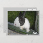 Zwart-wit konijn briefkaart (Voorkant / Achterkant)