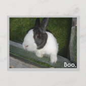 Zwart-wit konijn briefkaart (Voorkant)