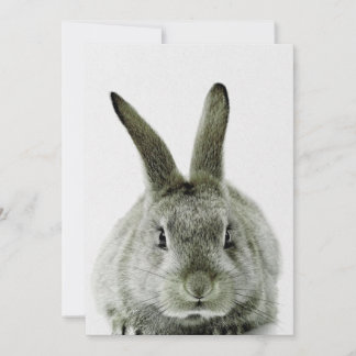 zwart-wit konijn |cadeau voor konijnenliefhebber feestdagenkaart