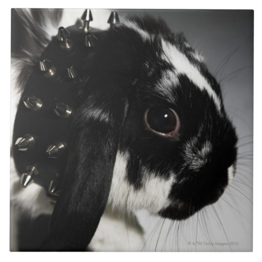 Zwart-wit konijn met onderzeese kraag tegeltje (Voorkant)