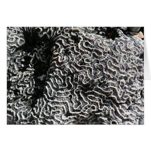 Zwart-wit koraal I Abstracte Natuur Foto (Voorkant Horizontaal)