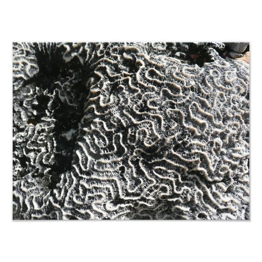 Zwart-wit koraal I Abstracte Natuur Foto Afdruk (Voorkant)