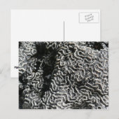 Zwart-wit koraal I Abstracte Natuur Foto Briefkaart (Voorkant / Achterkant)