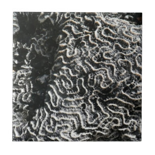 Zwart-wit koraal I Abstracte Natuur Foto Tegeltje