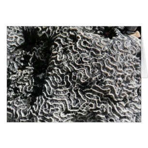 Zwart-wit koraal I Abstracte natuurfoto